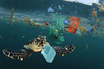 Ocean Plastic Pollution and the Great Pacific Garbage Patch